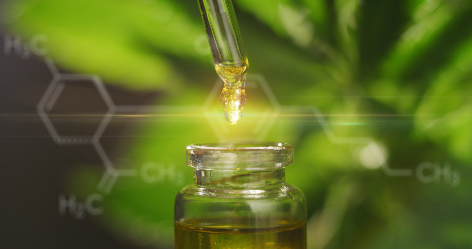 Blog Post: The Endocannabinoid System - What Is It?